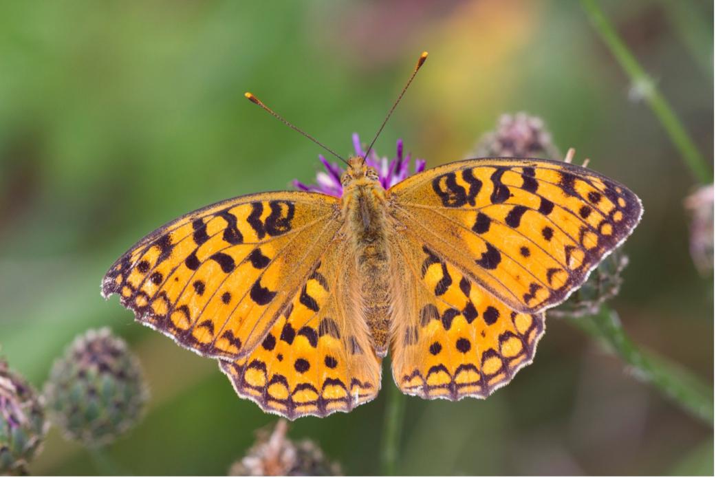 kleine parelmoervlinder © wesley poelman