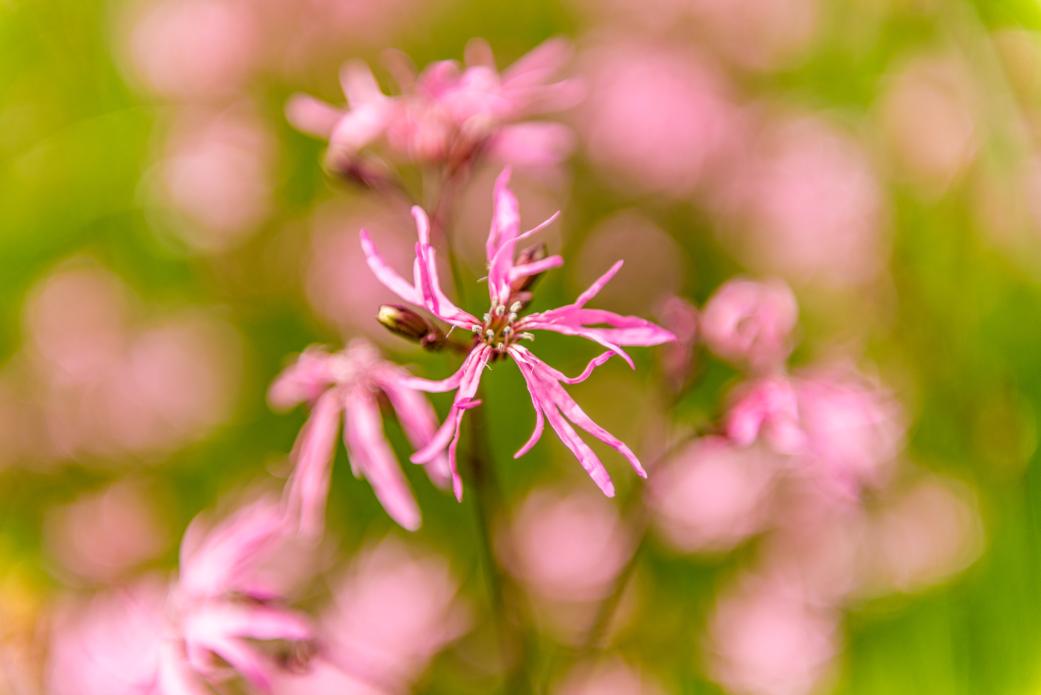 Koekoeksbloem