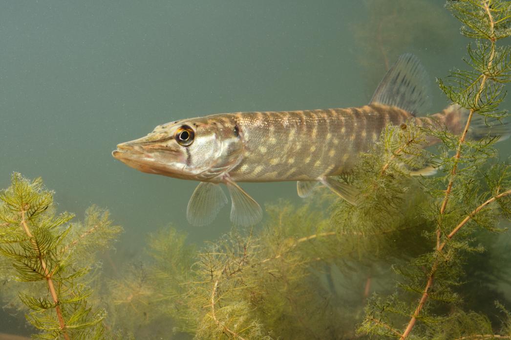 Snoek, ©Vilda