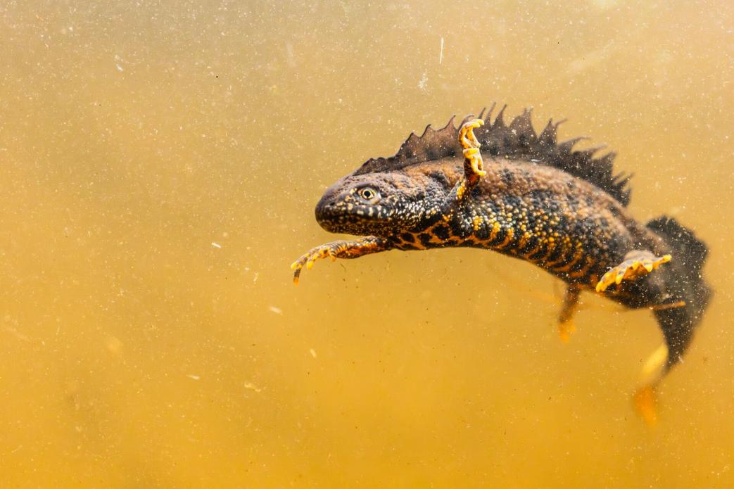 Kamsalamander