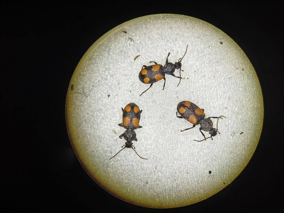 Panagaeus cruxmajor (loopkever)