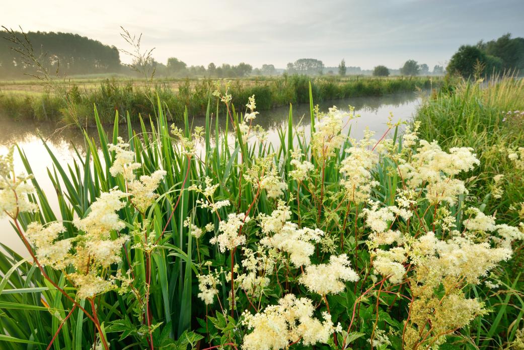 ScherenmeersenVilda