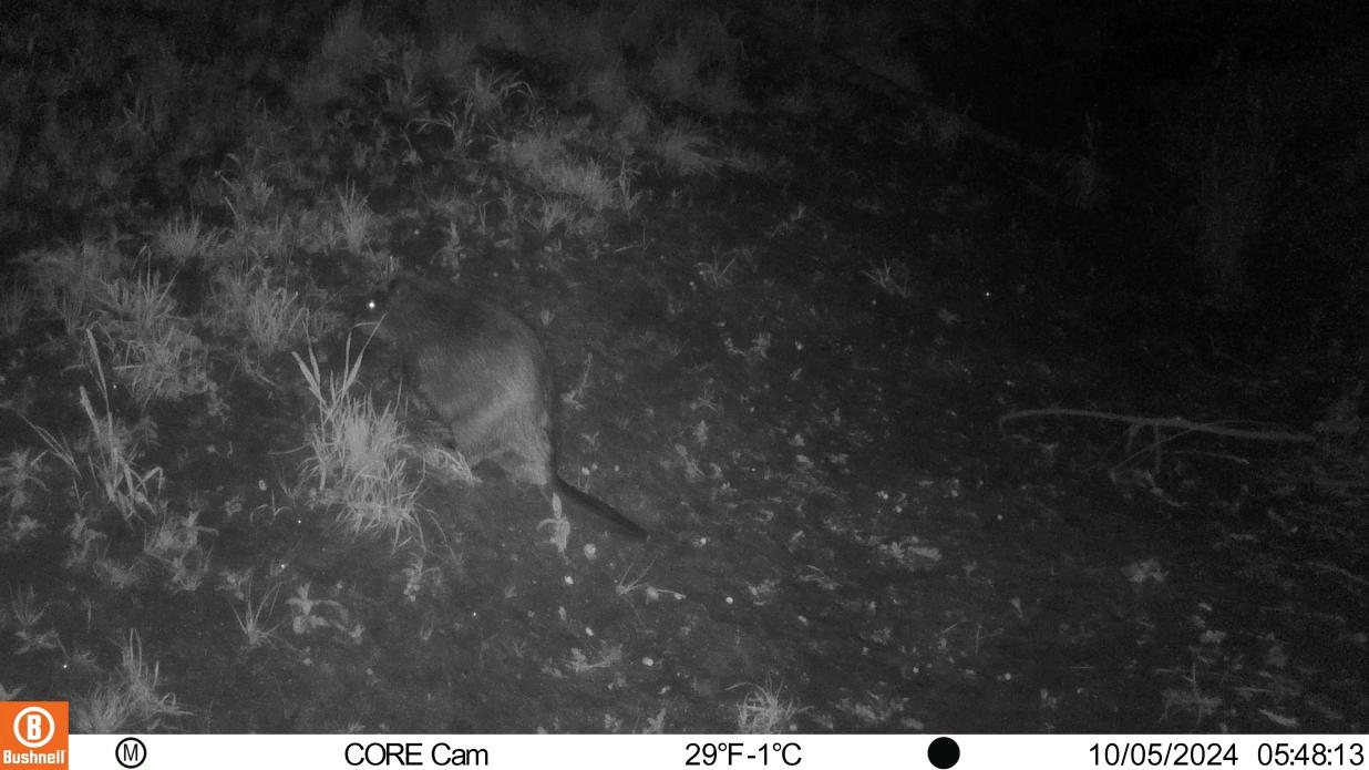 beverWildcamera