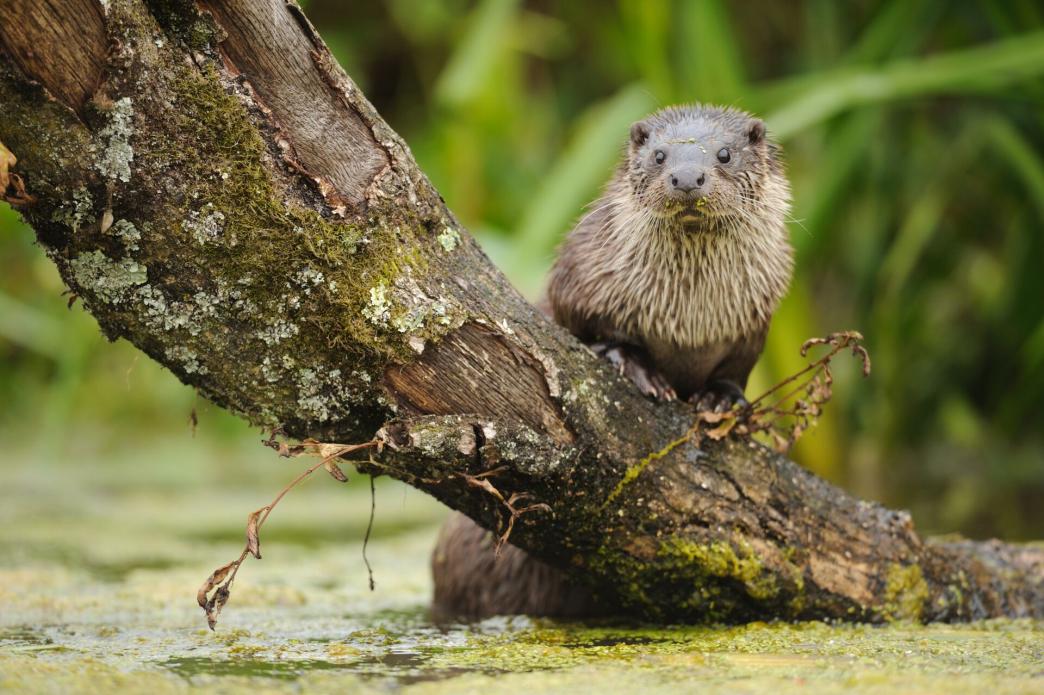 otter