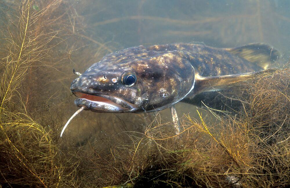 Kwabaal, ©Rollin Verlinde