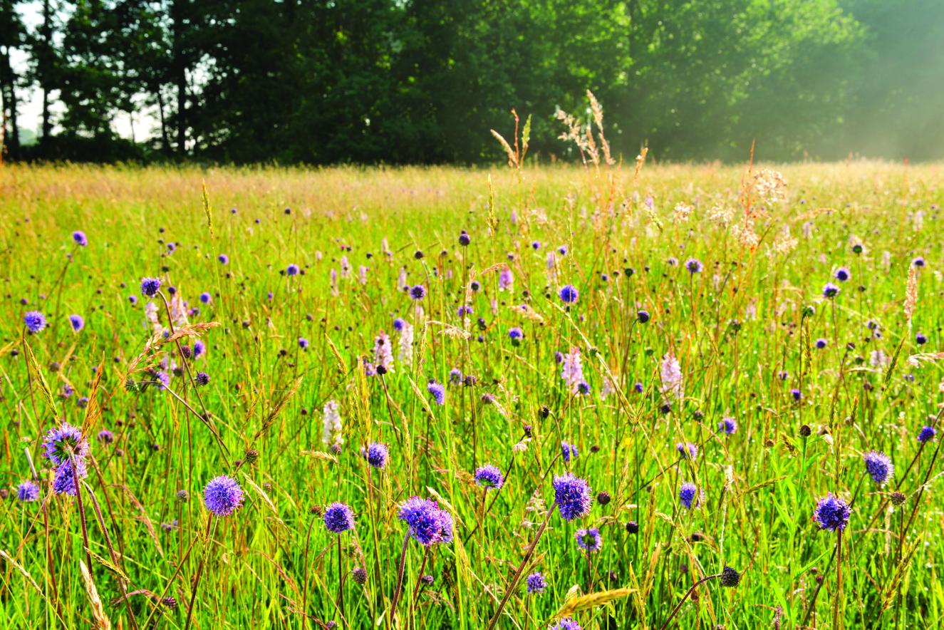 Blauw Grasland
