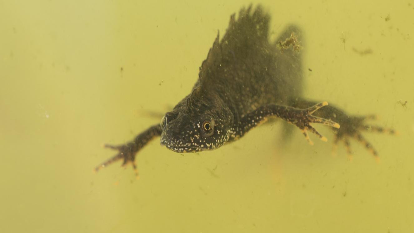 Kamsalamander