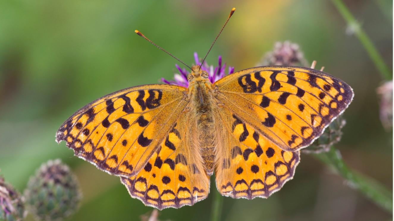 kleine parelmoervlinder © wesley poelman