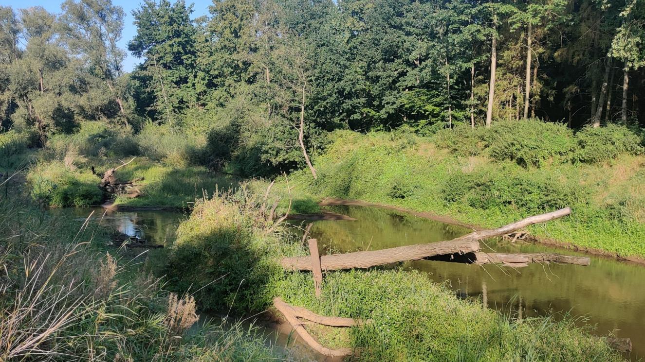 Meander Rotselaar