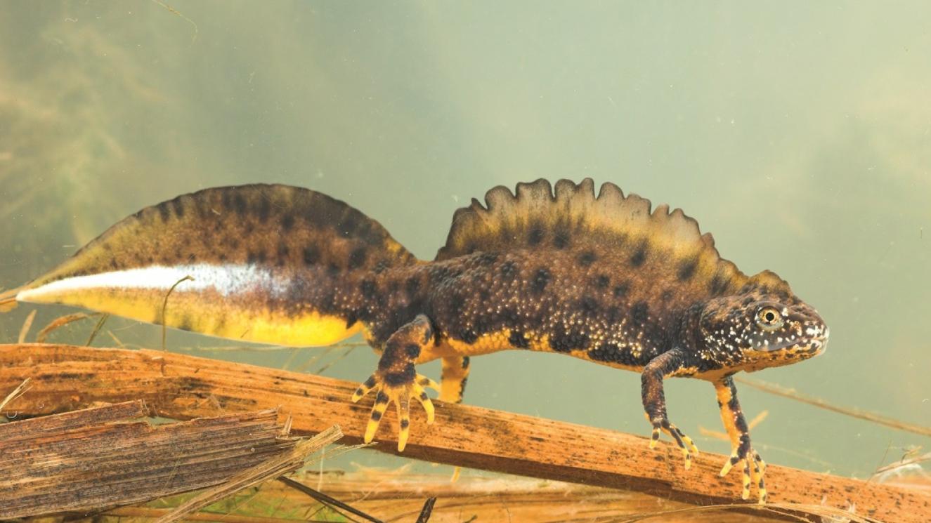 Kamsalamander