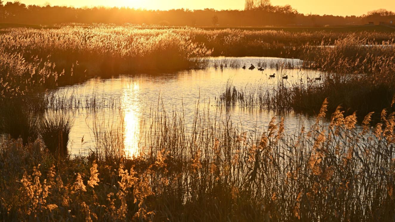 Polder van Lier ©Vilda