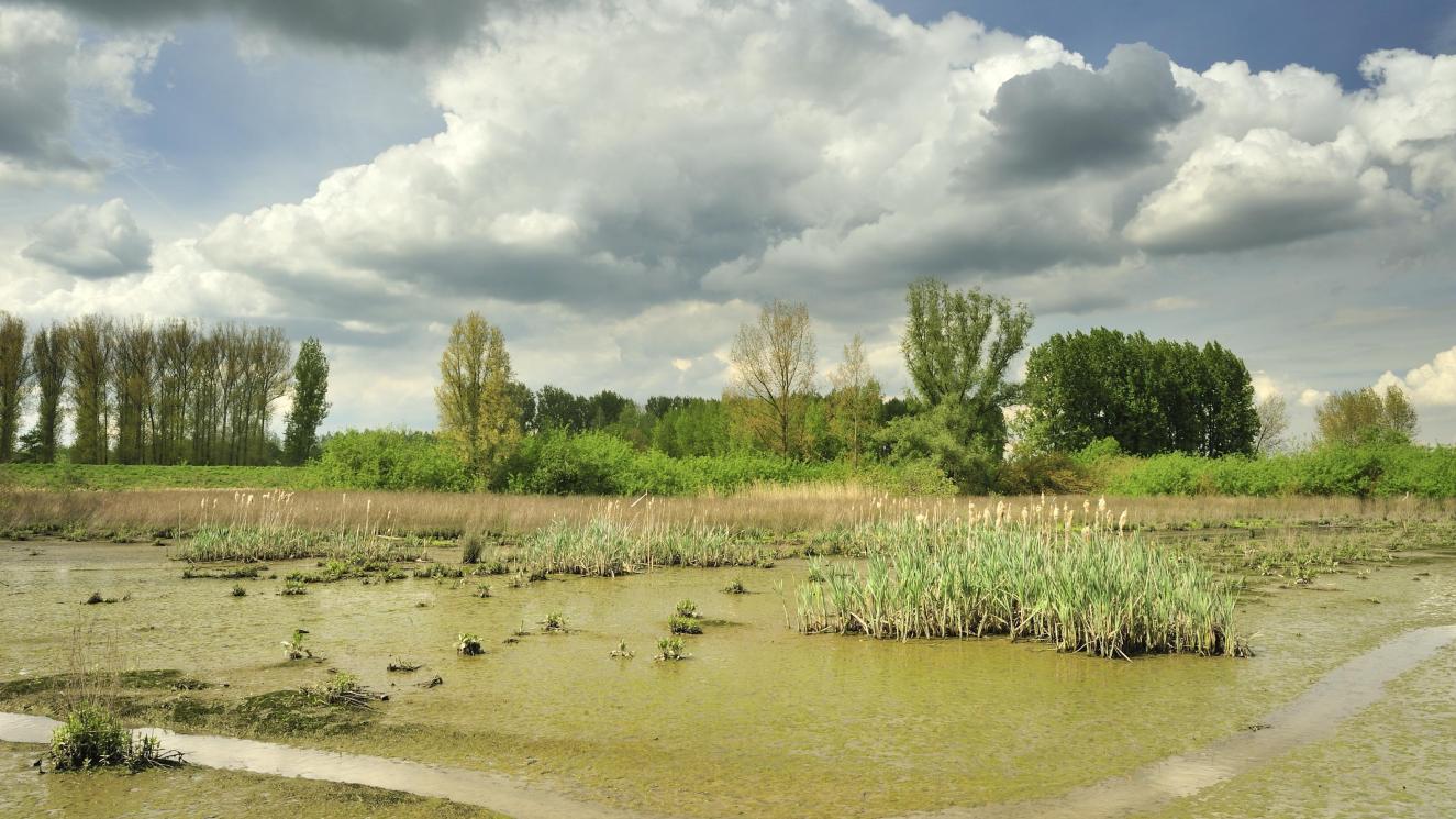 Lippenbroek2009