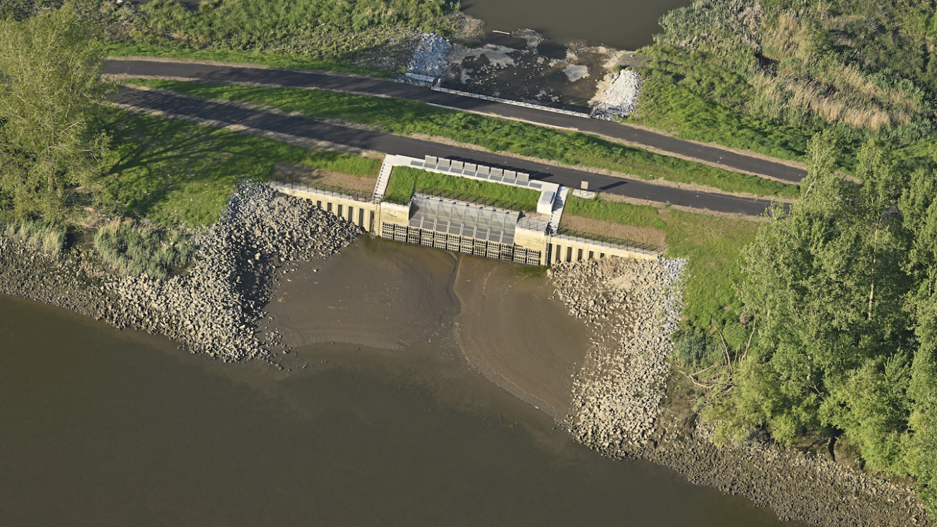 SluisWal-Zwijn©Vilda