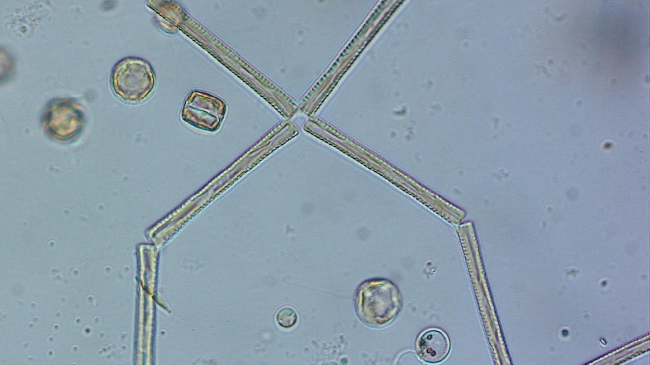 kiezelwier1