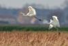 Grote zilverreiger, ©Wouter Cardoen 